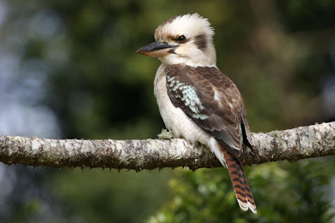 Pretty Laughing kookaburra