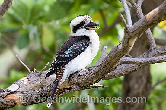 Pretty Laughing kookaburra