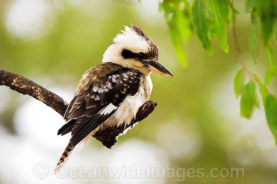 Pretty Laughing kookaburra