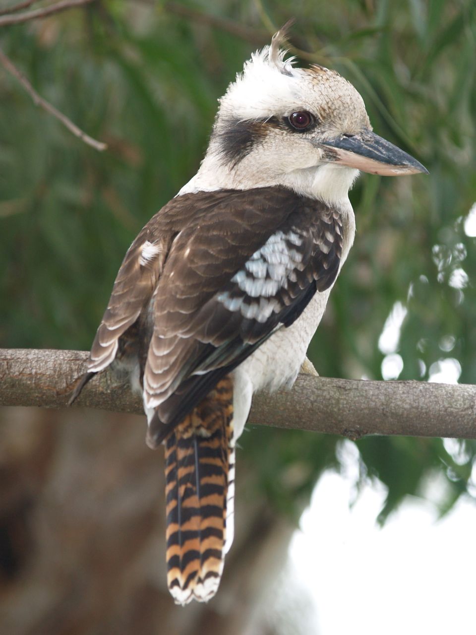 Pretty Laughing kookaburra