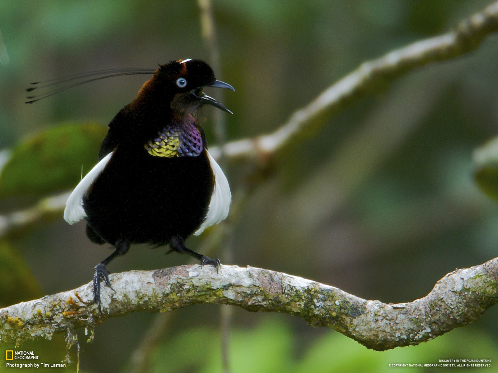 Lawes’s parotia
