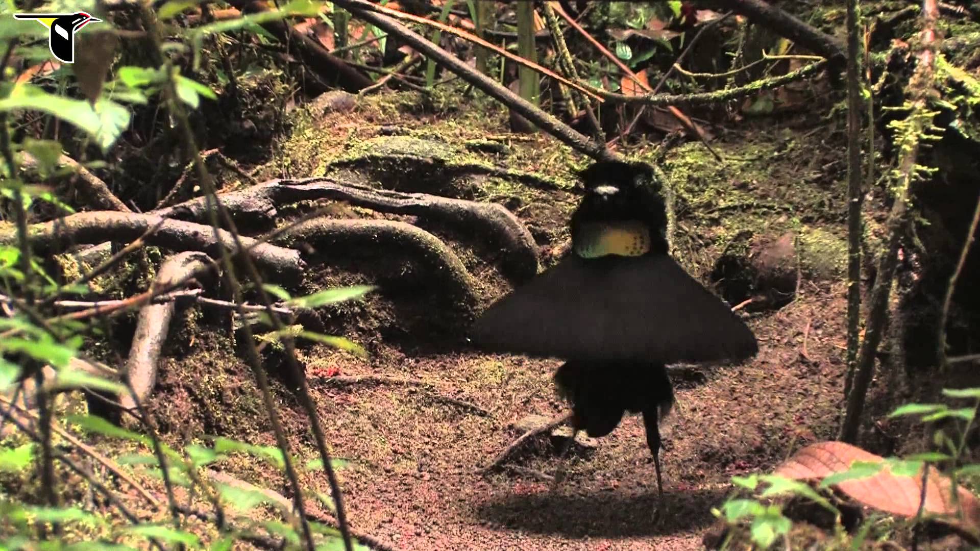 Pretty Lawes’s parotia