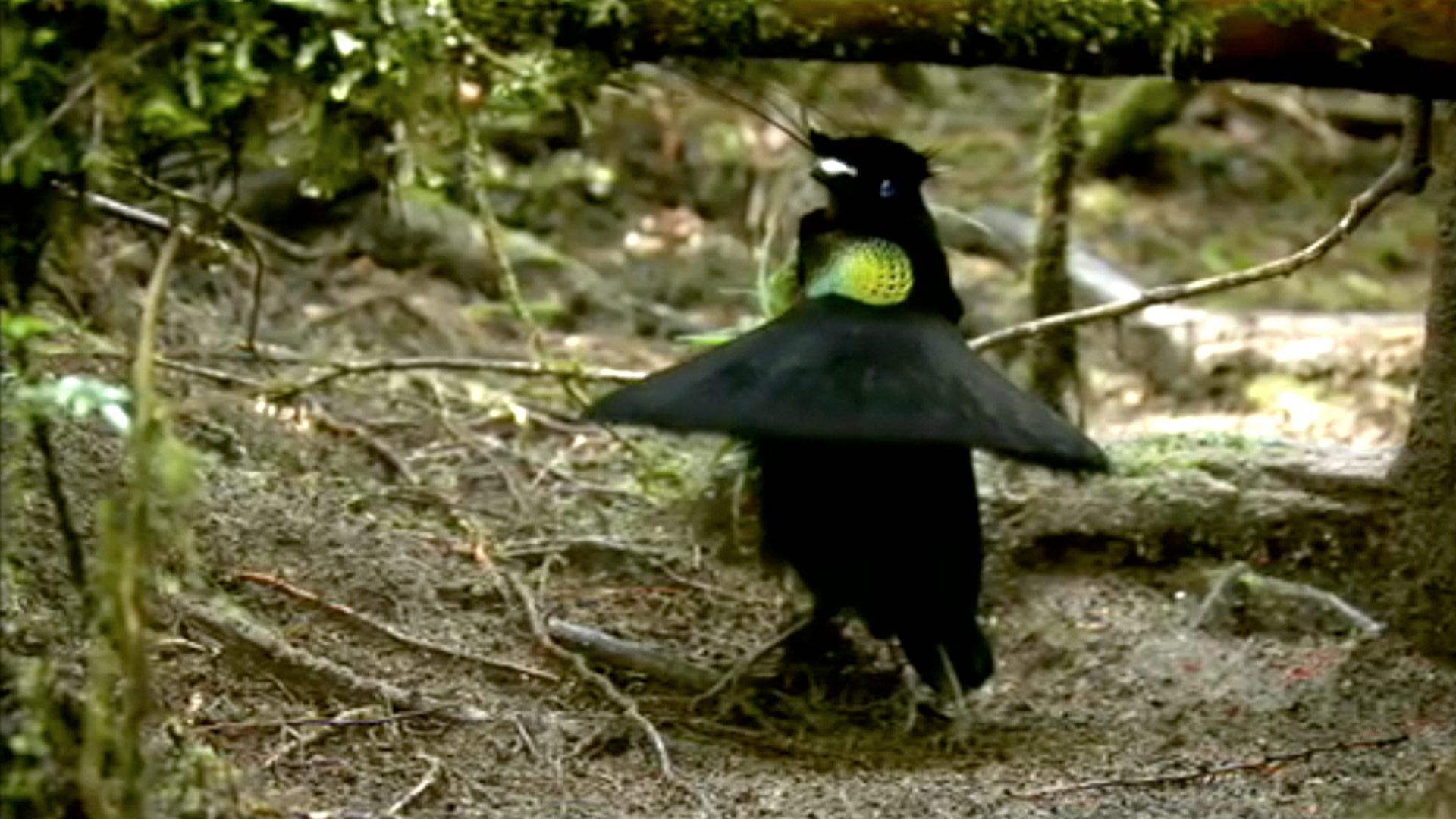 Pretty Lawes’s parotia