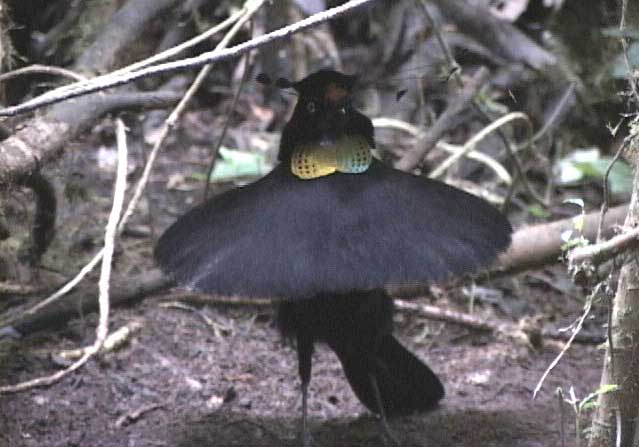 Pretty Lawes’s parotia