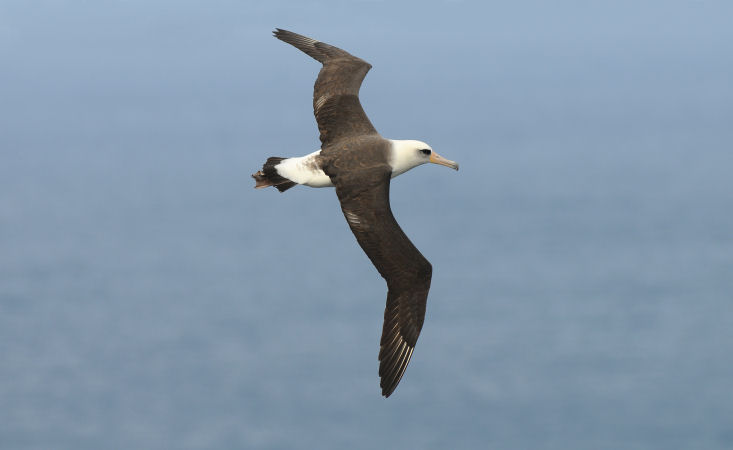 Laysan albatross