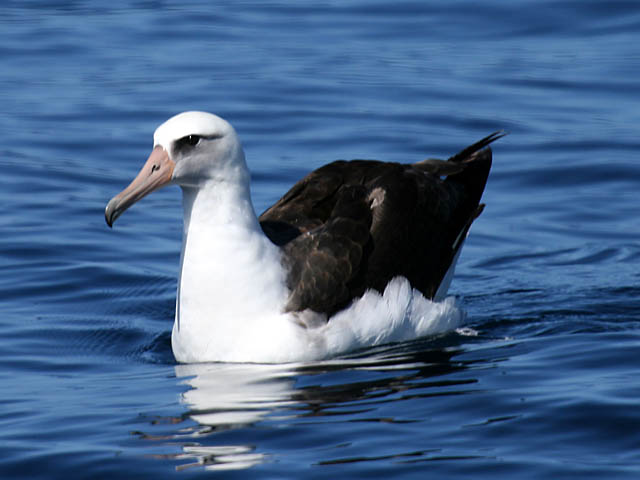 Pretty Laysan albatross