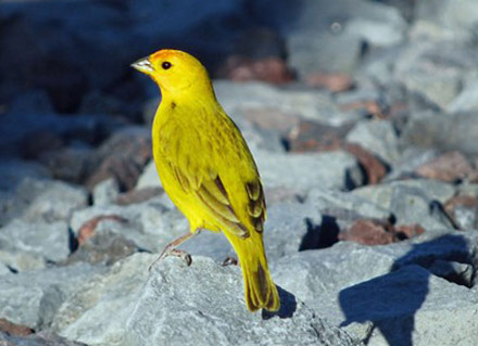 Laysan finch