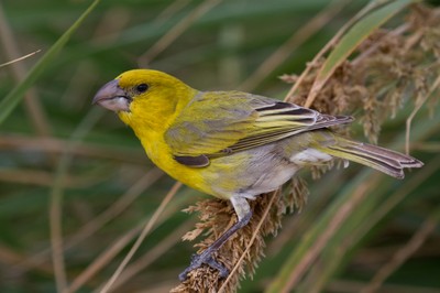 Pretty Laysan finch