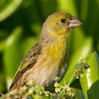 Pretty Laysan finch