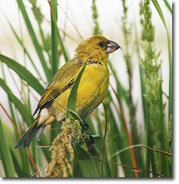 Pretty Laysan finch
