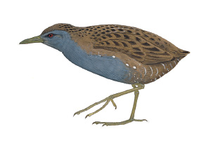 Pretty Laysan rail
