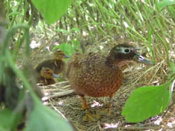 Pretty Laysan rail