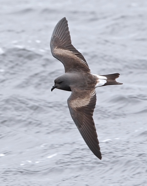 Leach’s storm-petrel