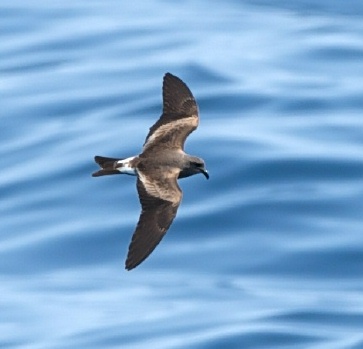 Pretty Leach’s storm-petrel