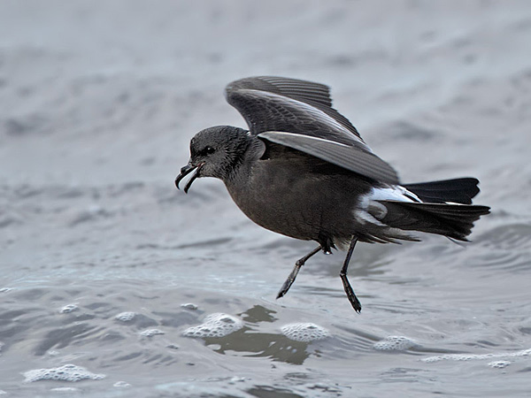 Pretty Leach’s storm-petrel