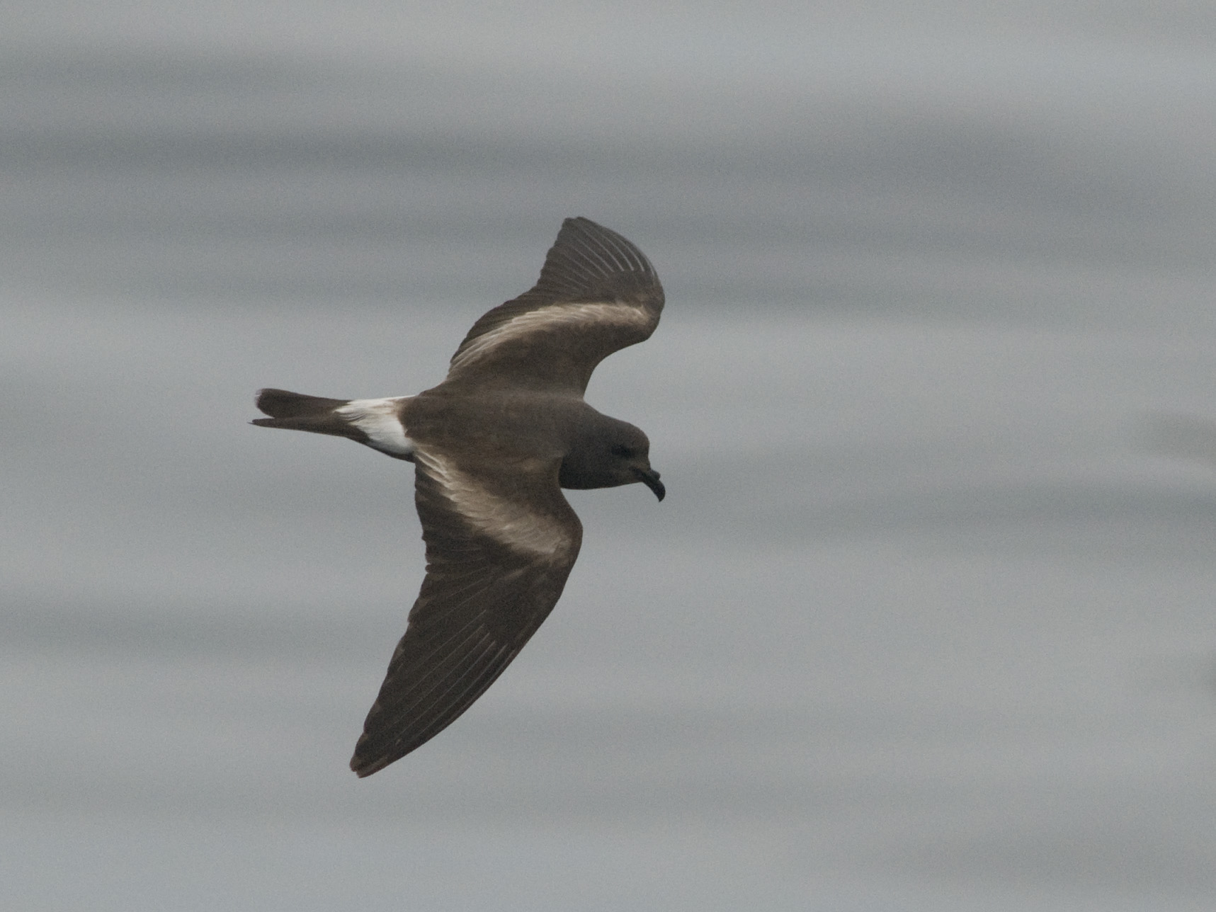 Pretty Leach’s storm-petrel
