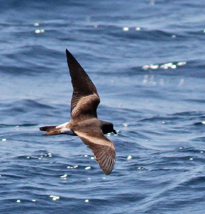 Pretty Leach’s storm-petrel