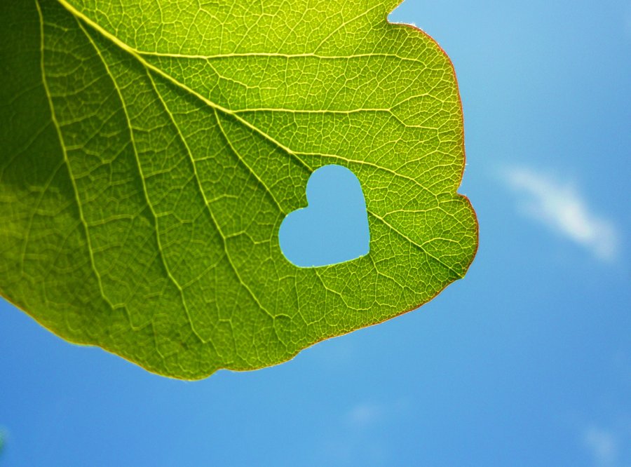 Pretty Leaf-love