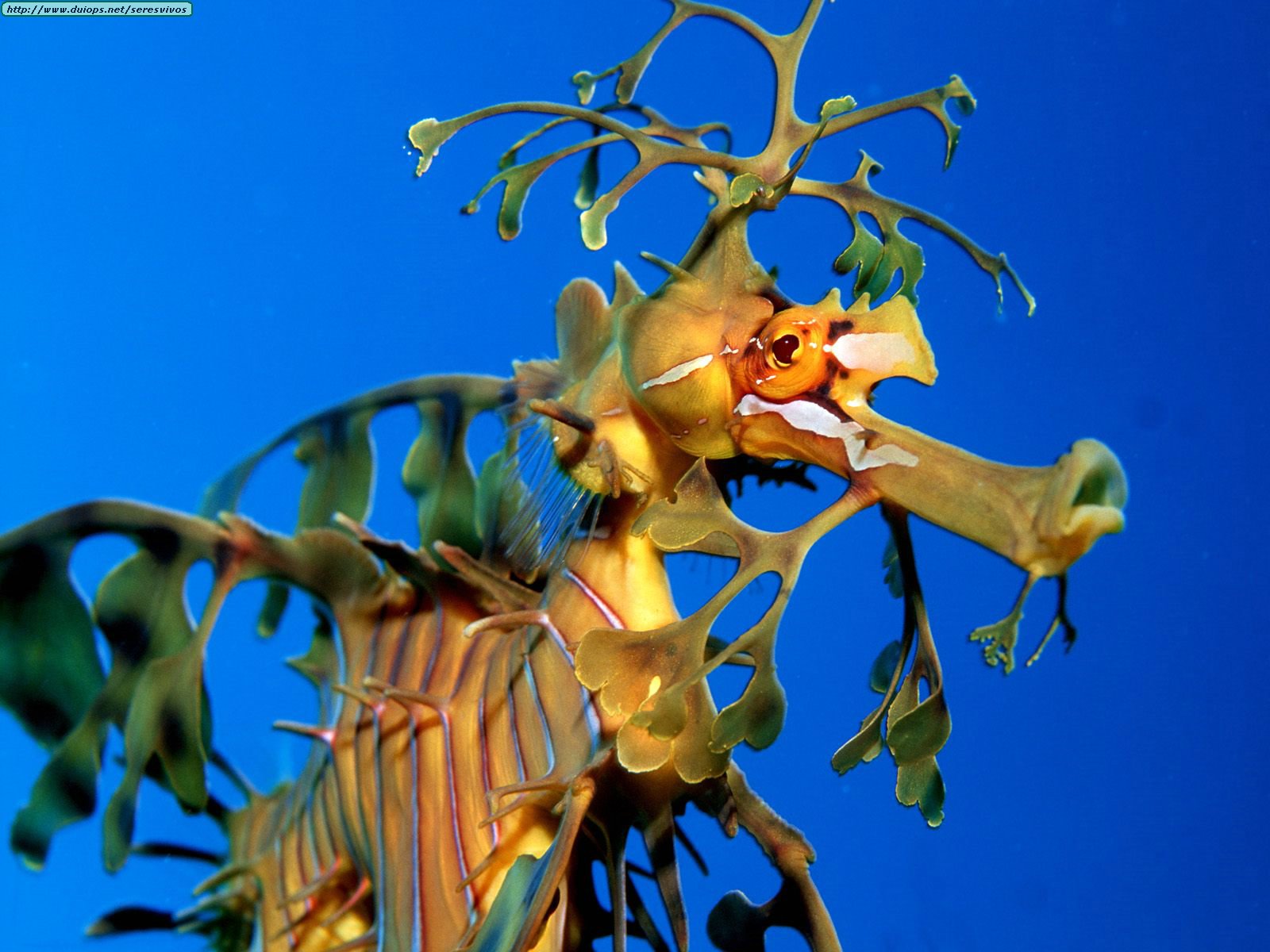 Leafy seadragon