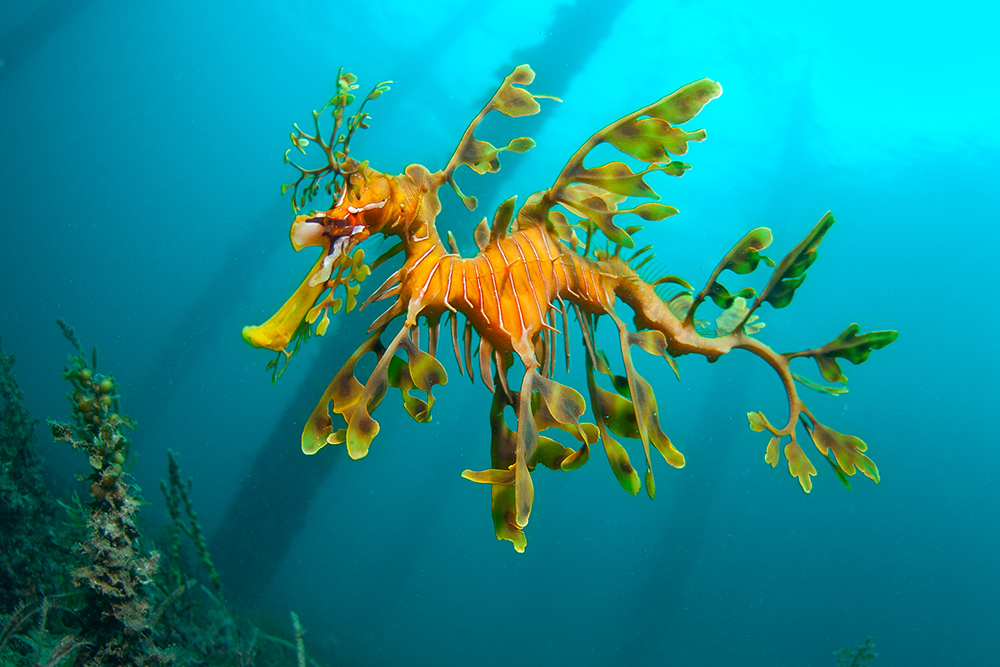 Pretty Leafy seadragon