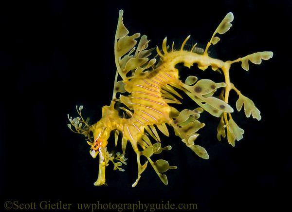 Pretty Leafy seadragon