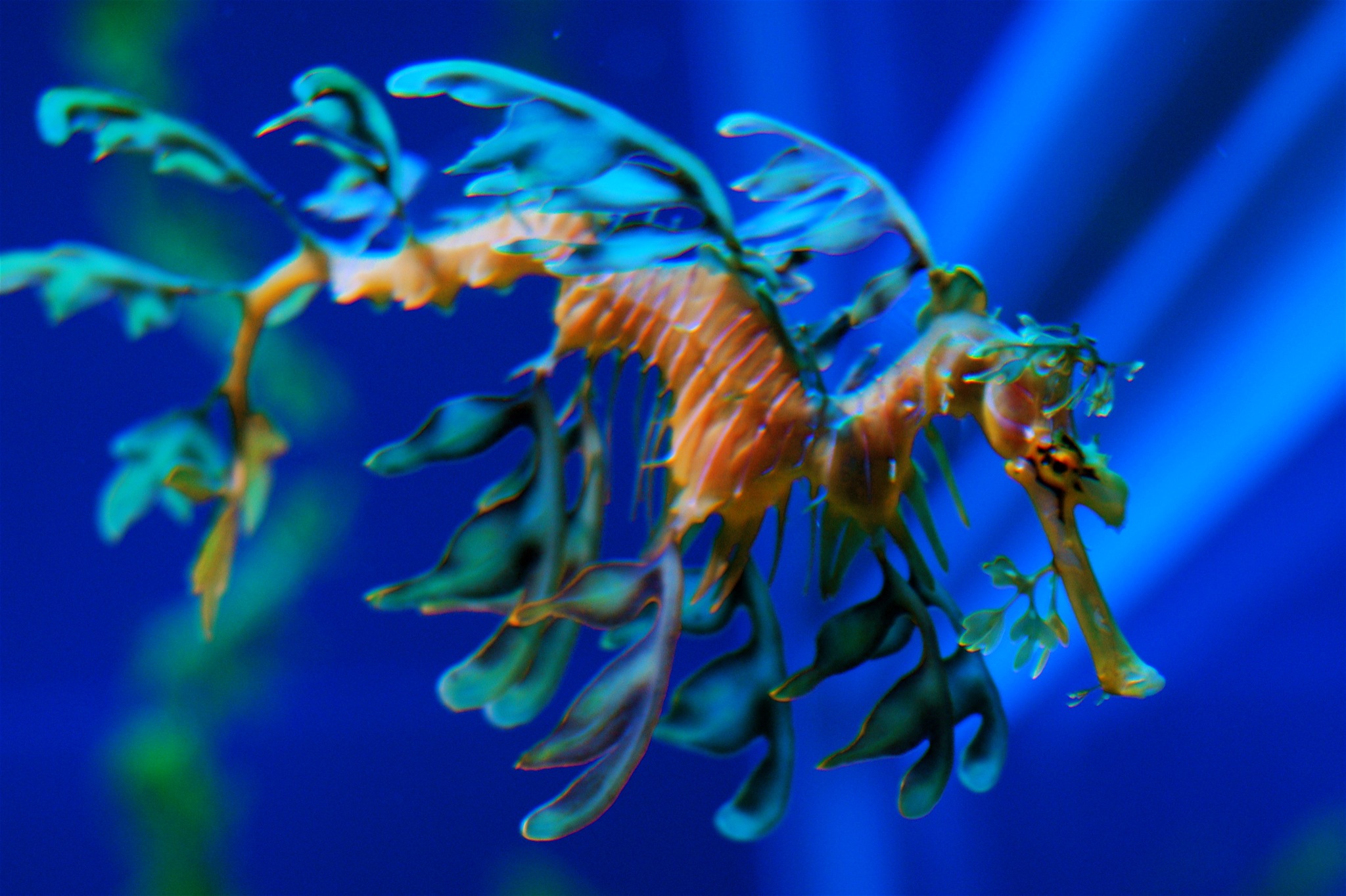 Pretty Leafy seadragon
