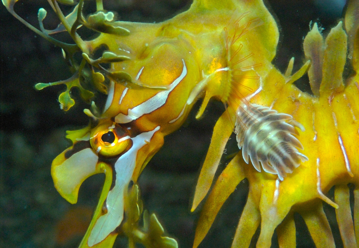 Pretty Leafy seadragon