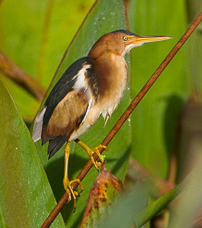 Least bittern