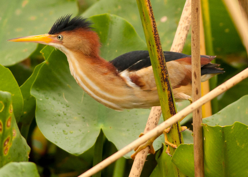 Pretty Least bittern