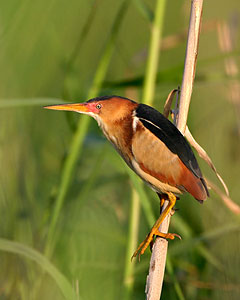 Pretty Least bittern