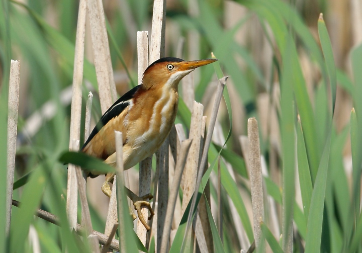 Pretty Least bittern