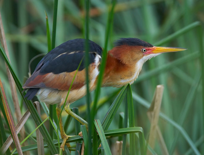 Pretty Least bittern