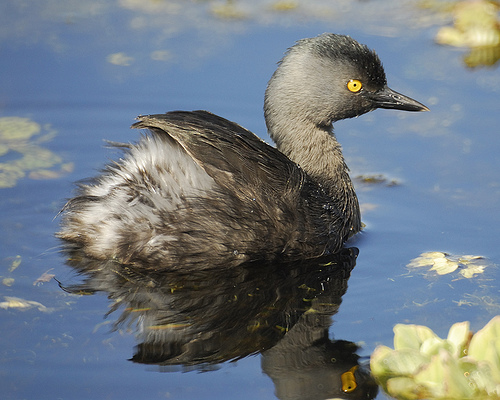 Least grebe