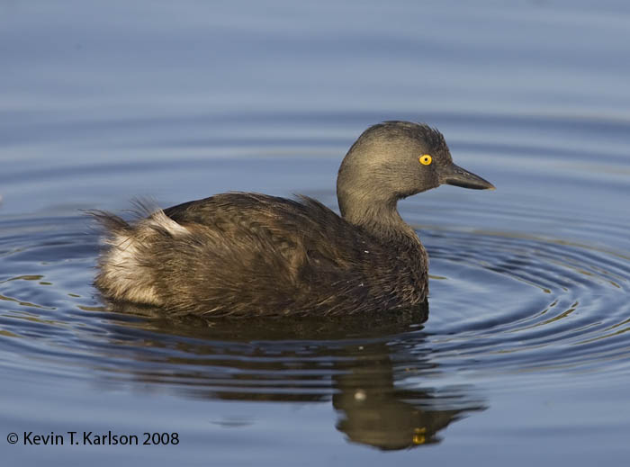 Pretty Least grebe