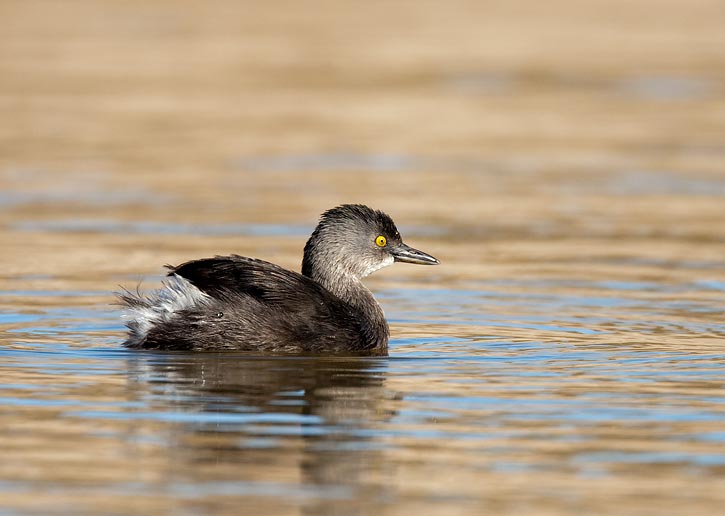 Pretty Least grebe