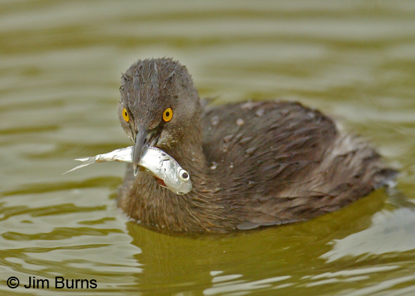 Pretty Least grebe