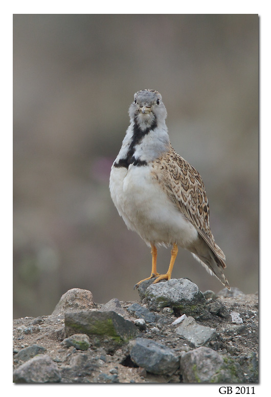 Least seedsnipe
