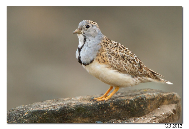 Pretty Least seedsnipe