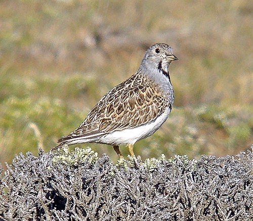 Pretty Least seedsnipe