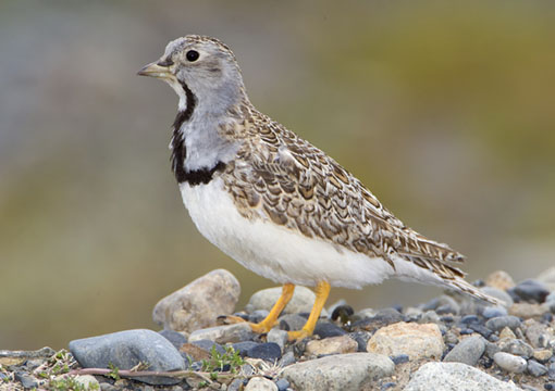 Pretty Least seedsnipe