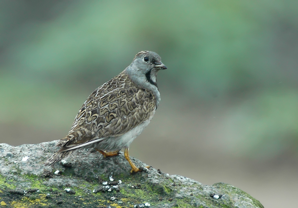 Pretty Least seedsnipe
