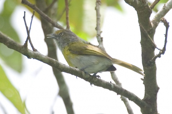Lemon-chested greenlet