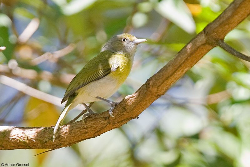 Pretty Lemon-chested greenlet