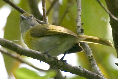 Pretty Lemon-chested greenlet