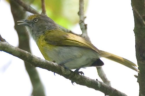 Pretty Lemon-chested greenlet