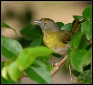 Pretty Lemon-chested greenlet