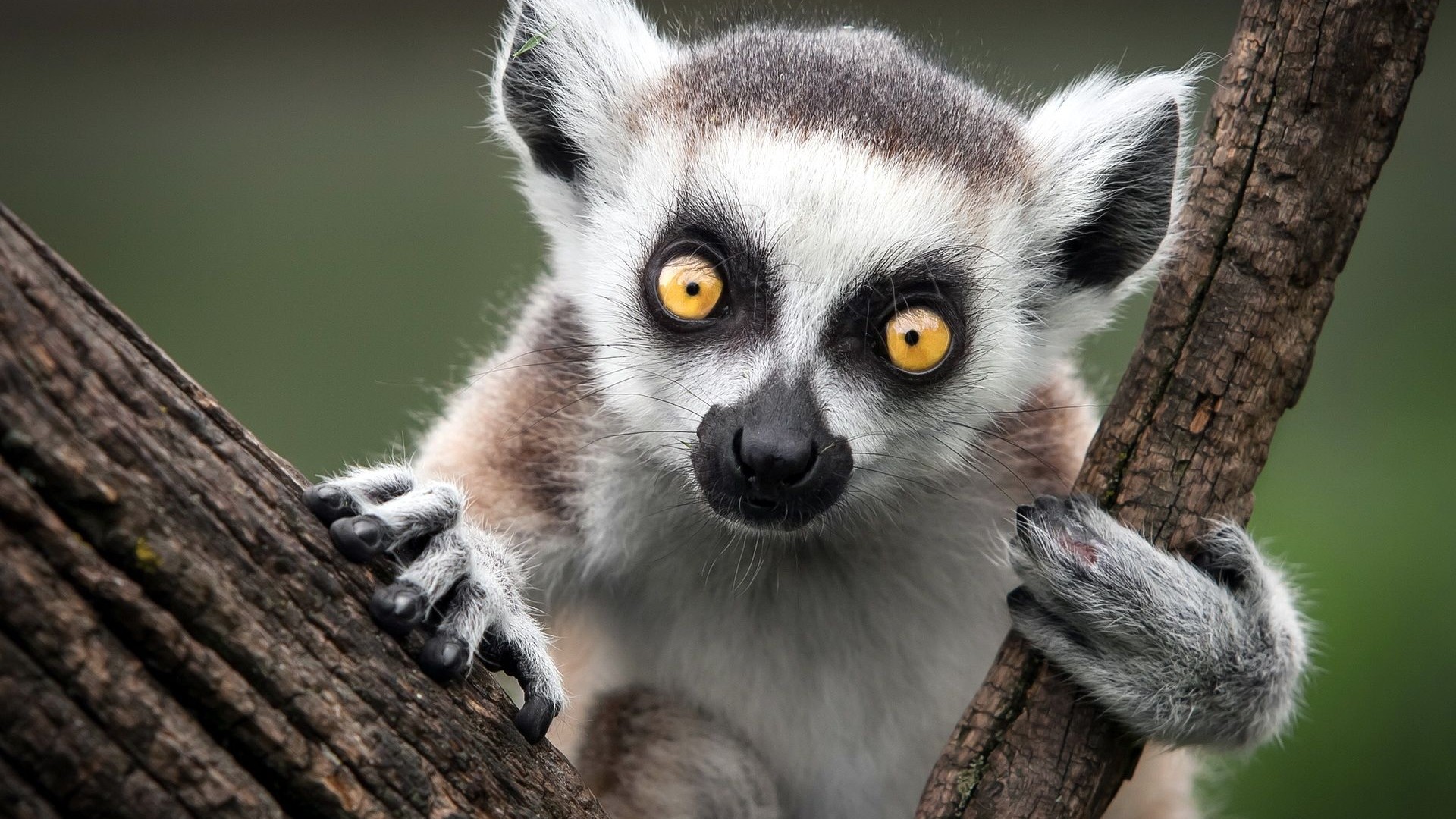 Nice Lemur