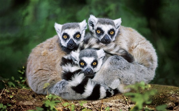 Wallpaper Lemur
