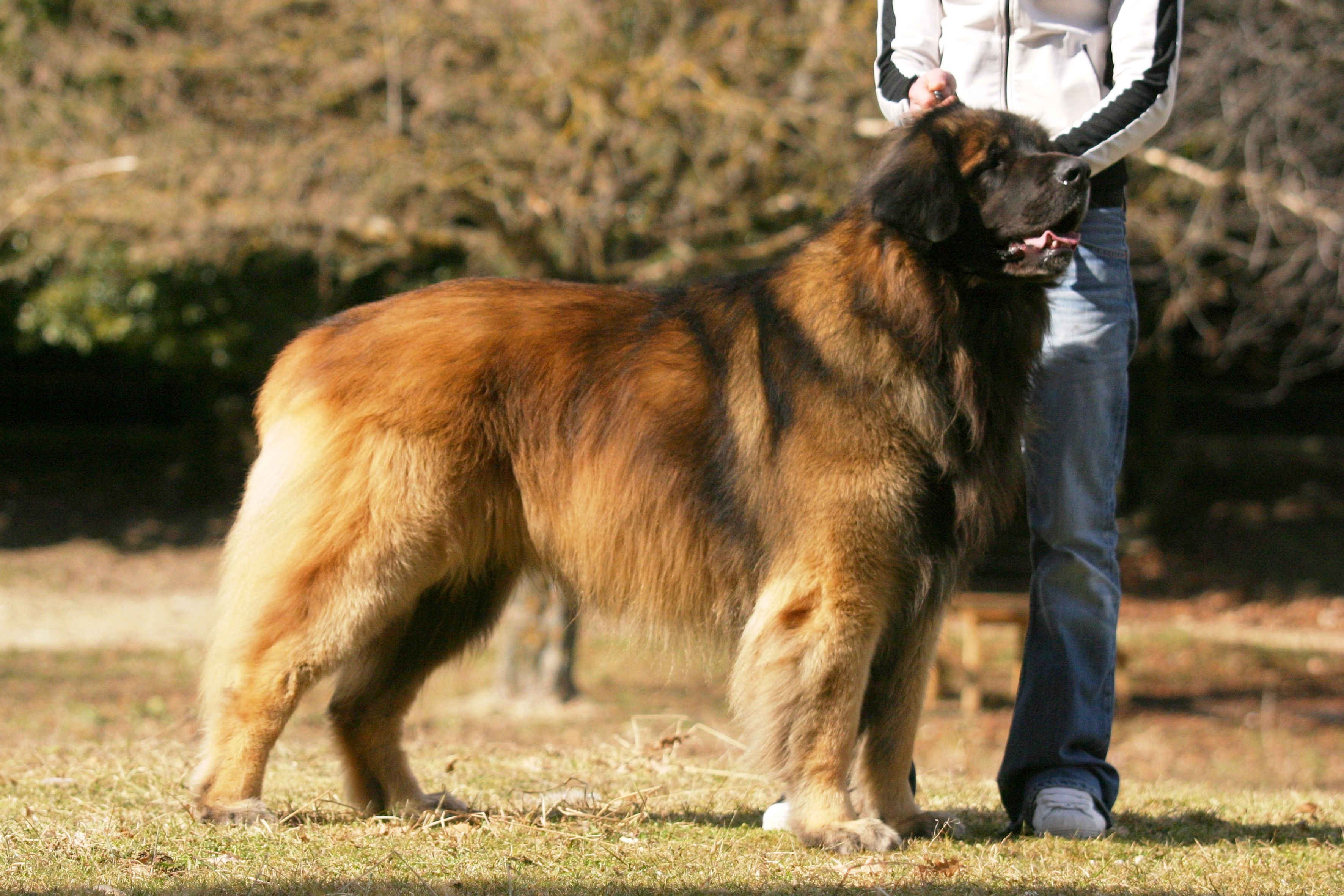 Wallpaper Leonberger - Dog Breed