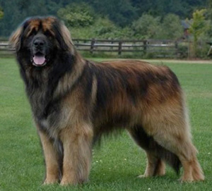 Photo Leonberger - Dog Breed